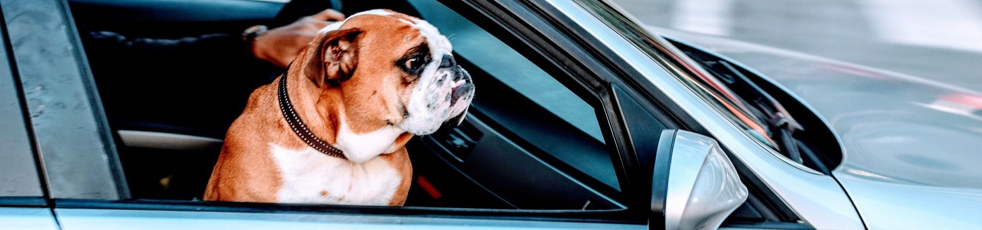 Dog with head out window